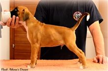 8 weeks